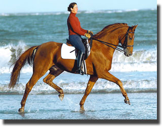 Catherine Haddad Dressage